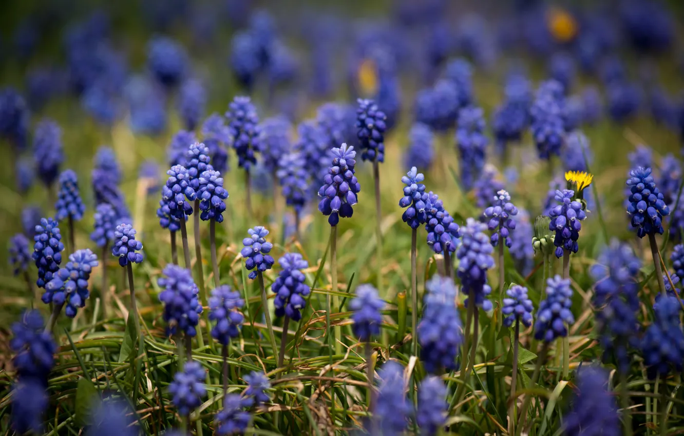 Photo wallpaper field, flowers, sprig, wildflowers, Muscari, hyacinths, blue flowers, yellow flowers