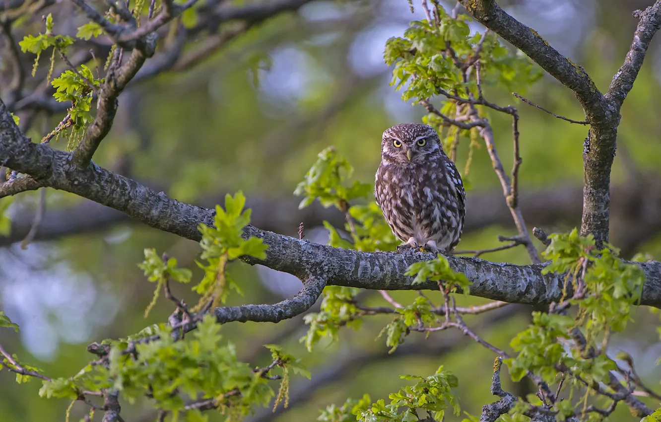 Photo wallpaper trees, branches, owl, bird, The little owl