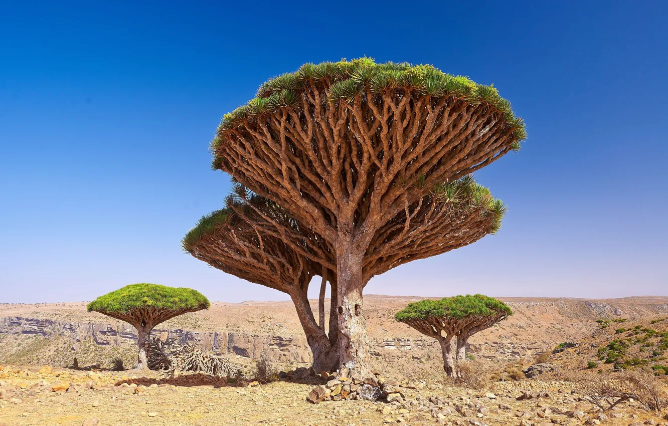 Photo wallpaper nature, Yemen, Dragon Blood Tree