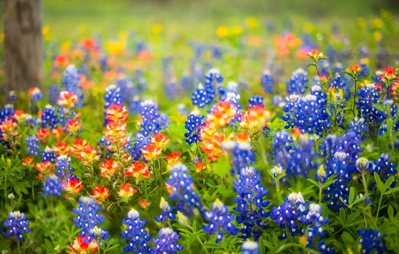 Photo wallpaper branches, blue, green leaves, stem, blue, branch, stalks, garden flowers