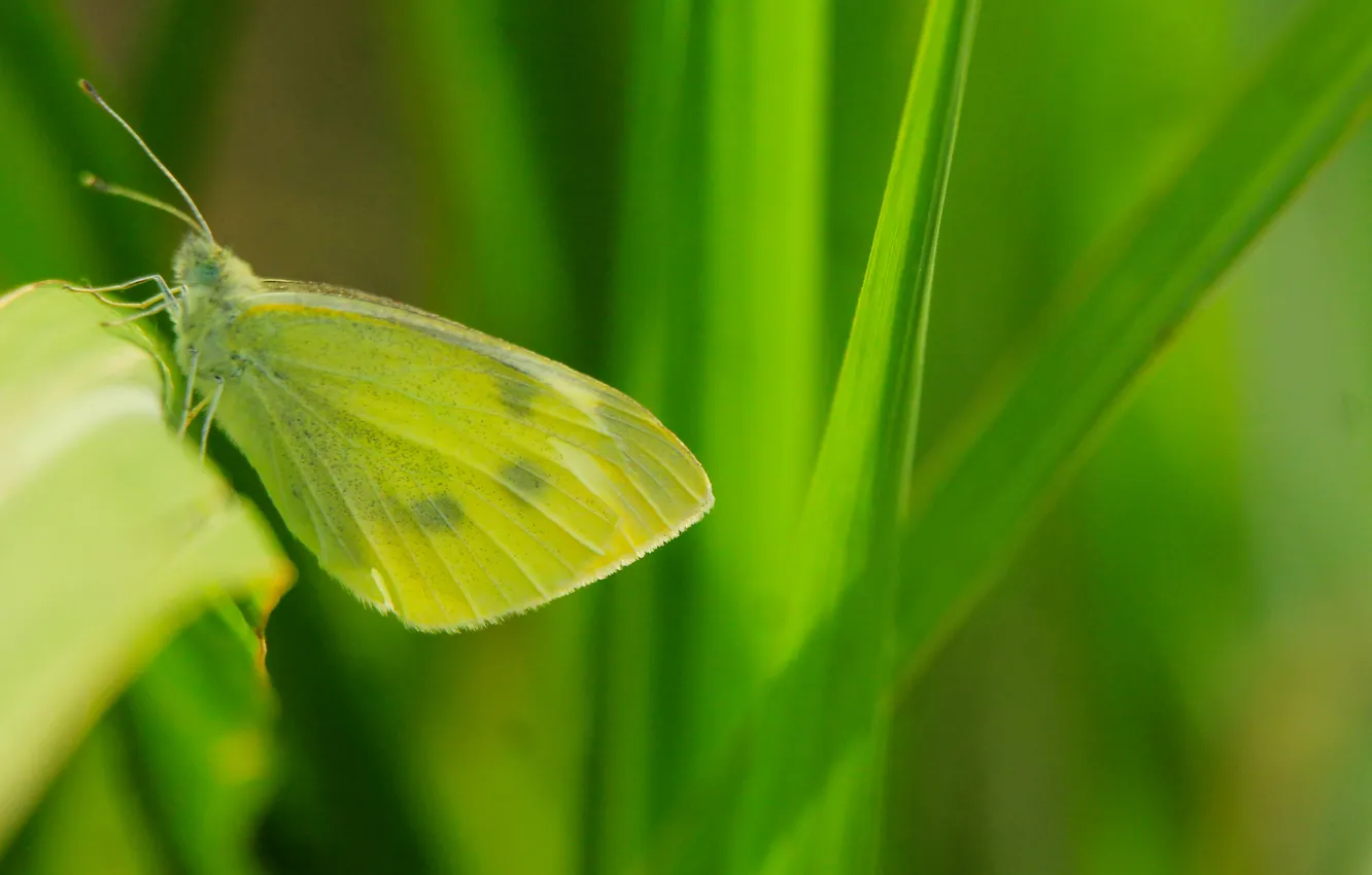 Photo wallpaper green, butterfly, insect