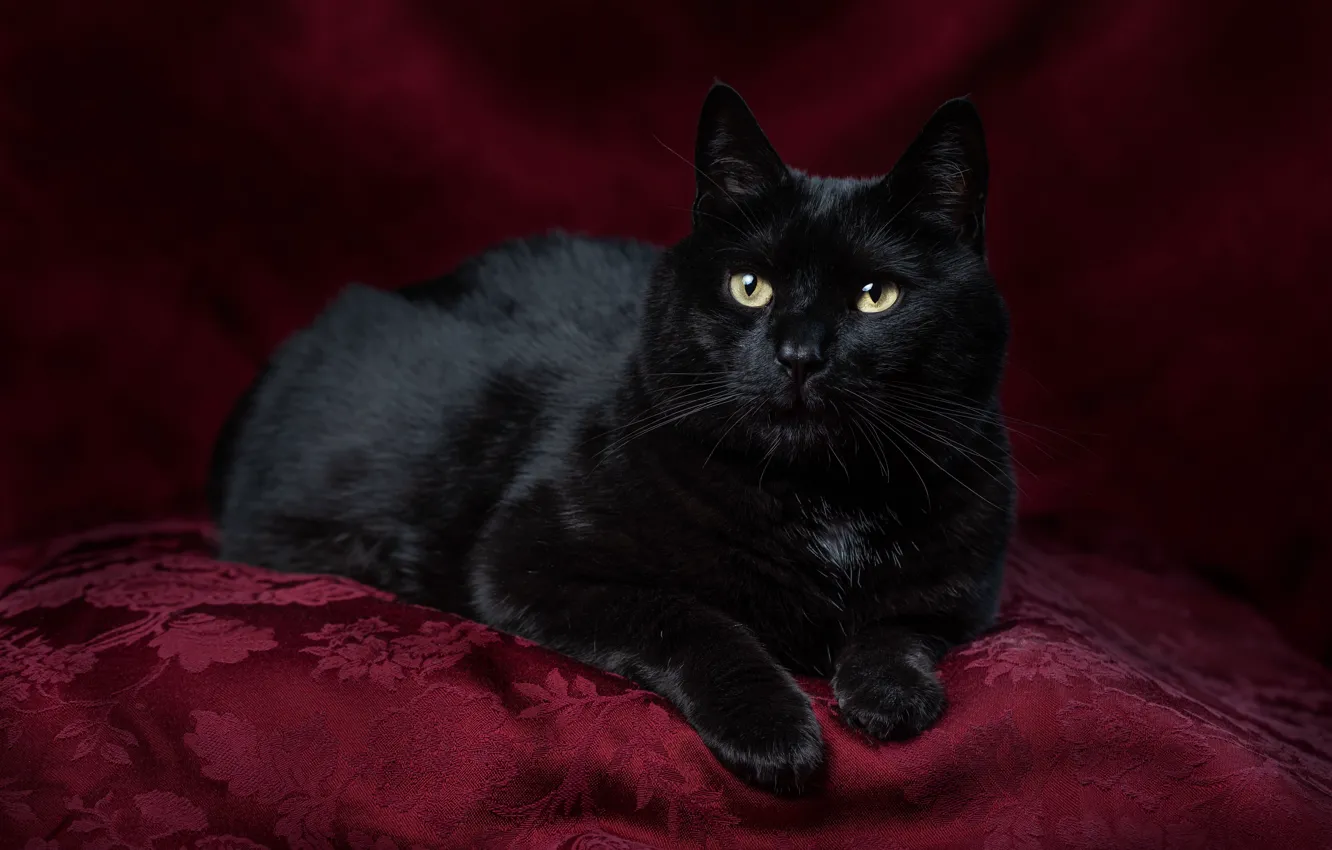 Photo wallpaper cat, cat, look, pose, face