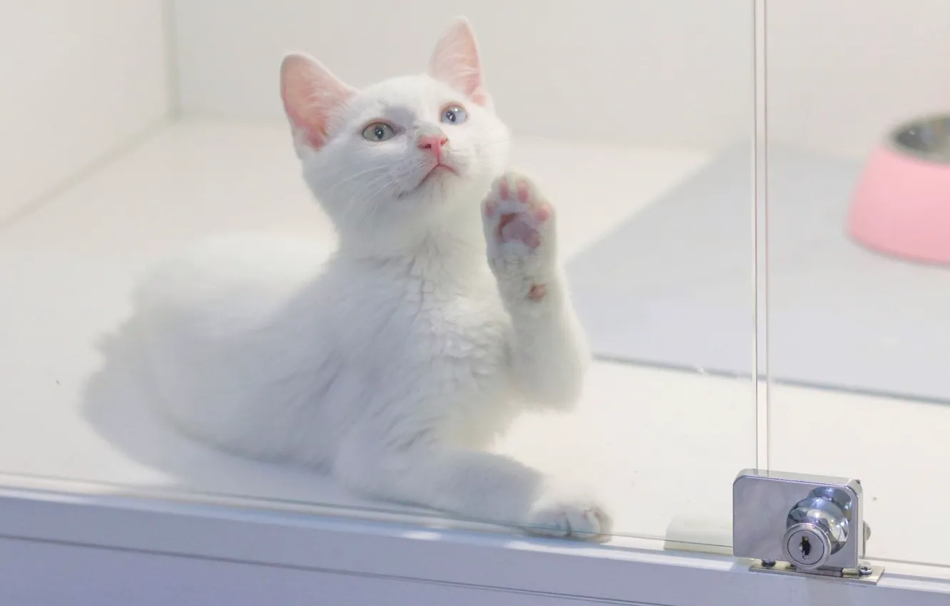 Photo wallpaper cat, glass, foot