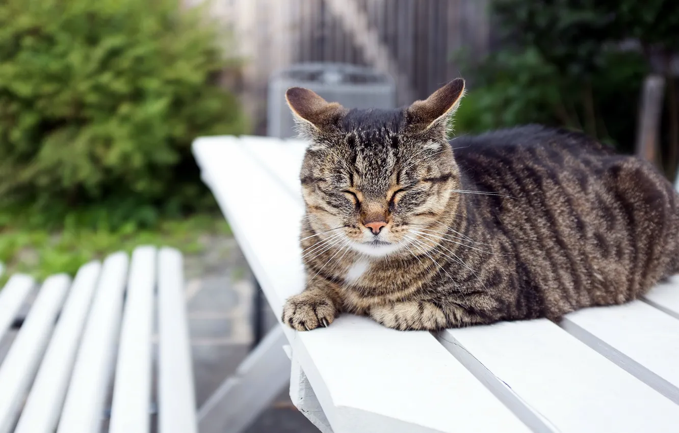 Photo wallpaper cat, cat, bench, table, grey, sleeping, lies, striped