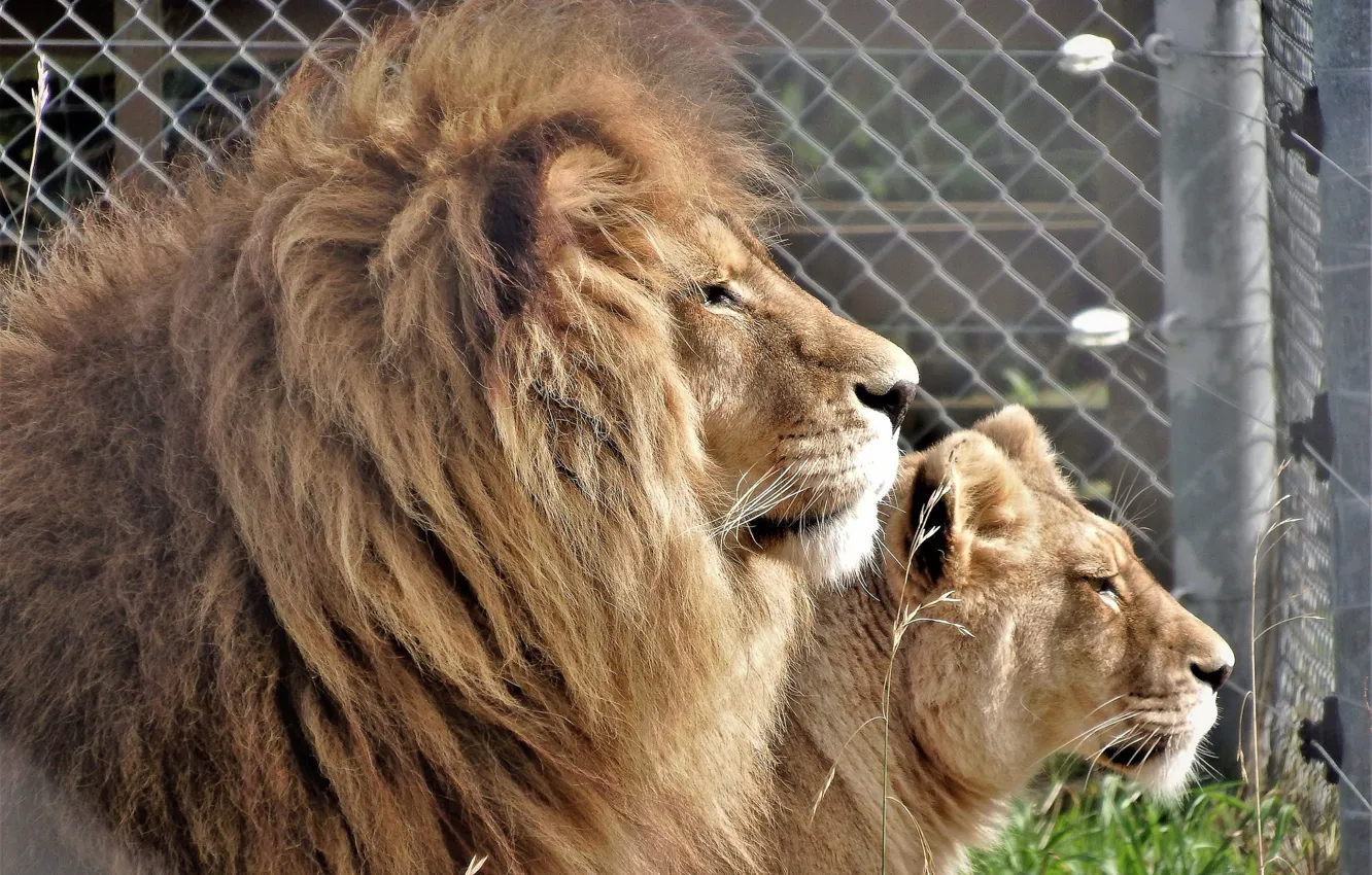 Photo wallpaper Leo, pair, lioness