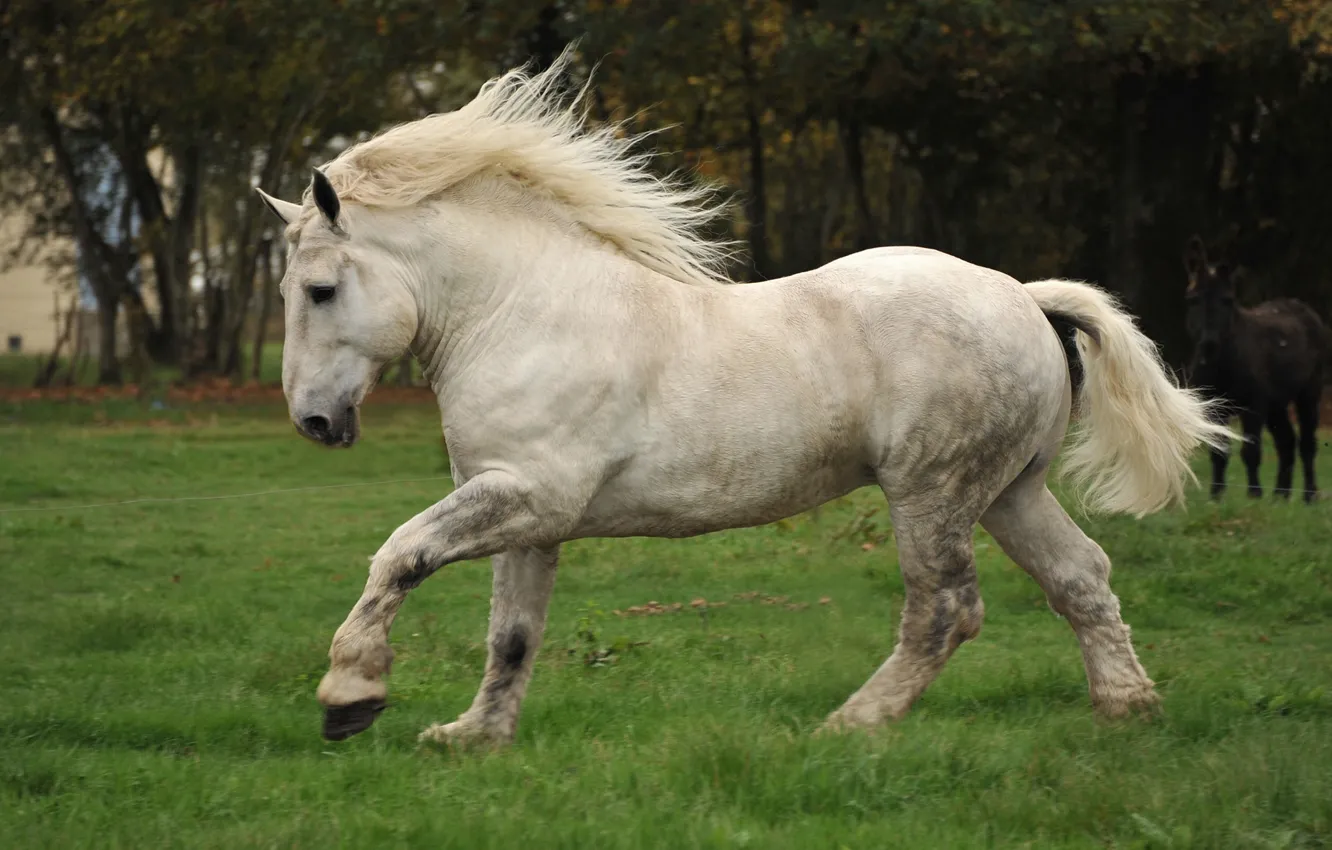 Photo wallpaper horse, meadow, mane