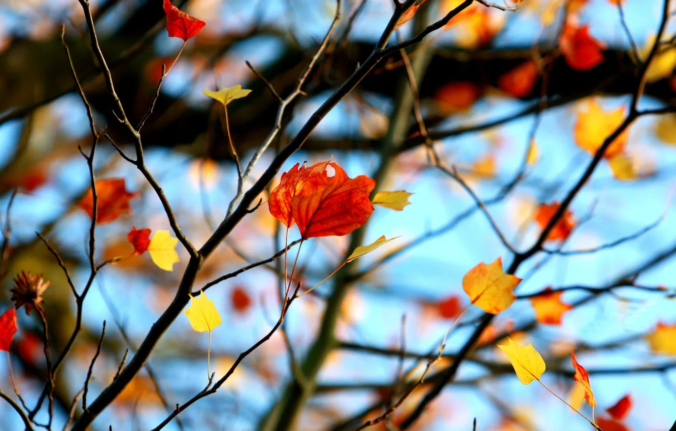 Photo wallpaper leaves, macro, branches, red, background, tree, widescreen, Wallpaper