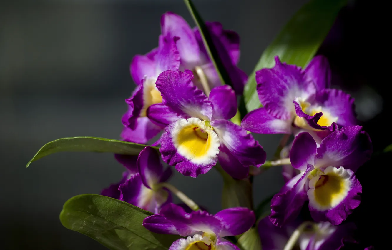 Photo wallpaper macro, flowers, Orchid