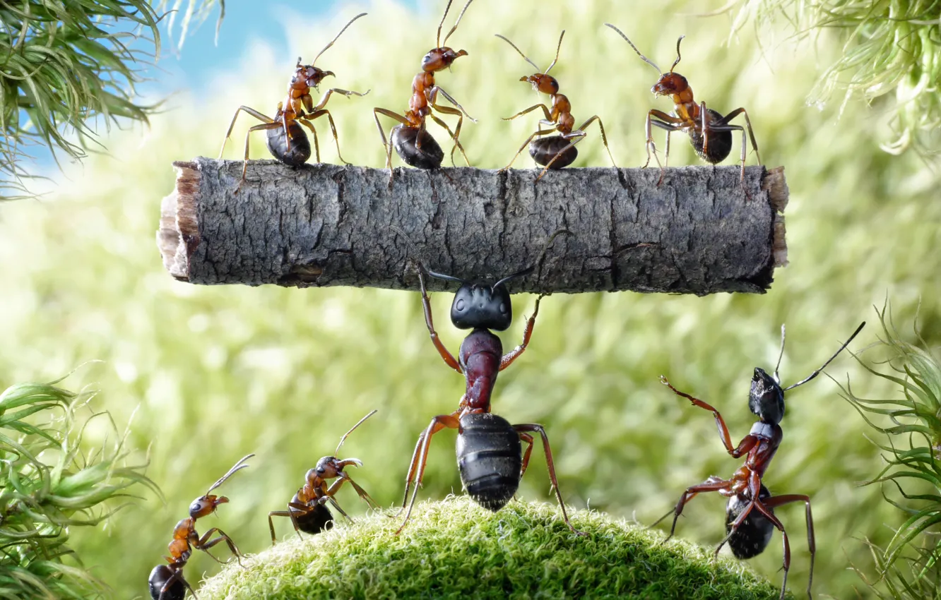 Photo wallpaper summer, macro, insects, moss, the situation, ants, log, strongman