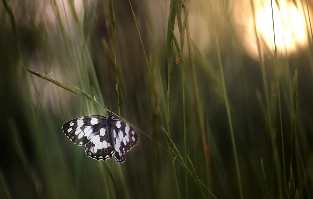 Photo wallpaper grass, macro, butterfly, meadow, bokeh, Wallpaper from lolita777