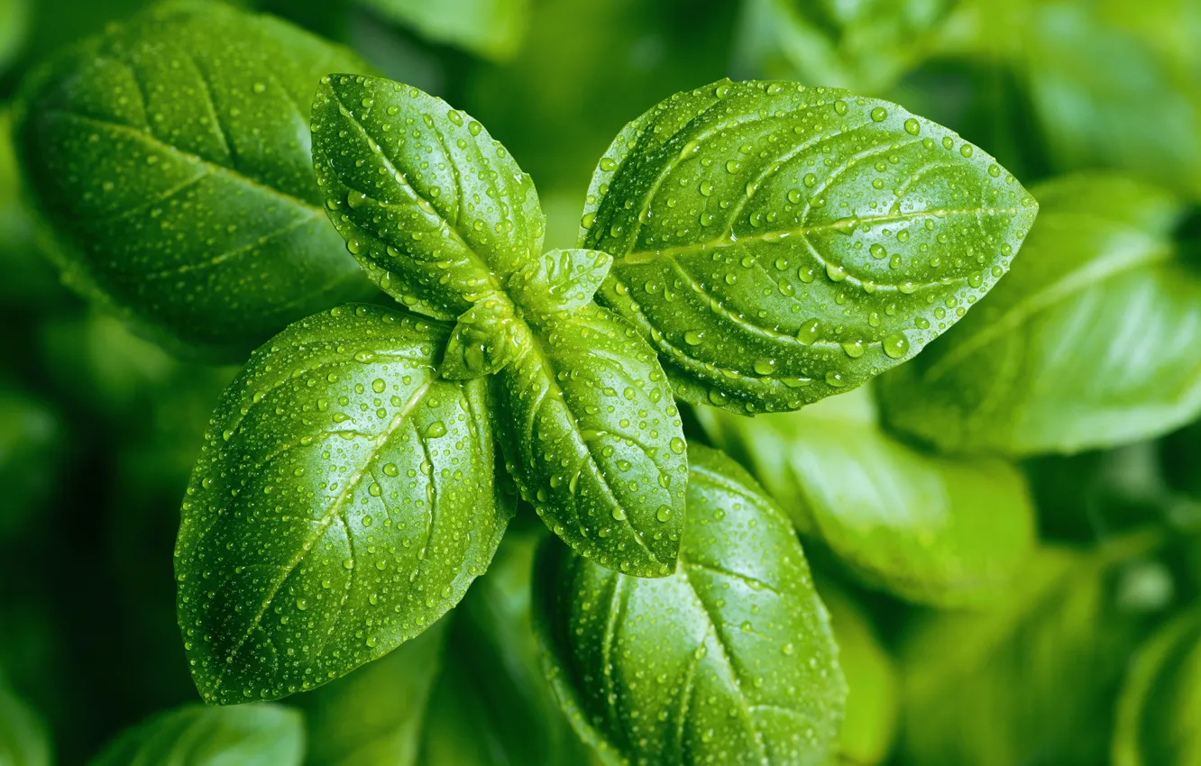 Photo wallpaper green, plant, pesto