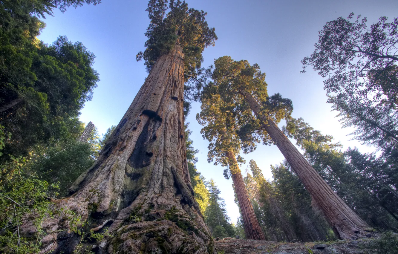 Photo wallpaper forest, the sky, trees, landscape, nature, plant, height, forest