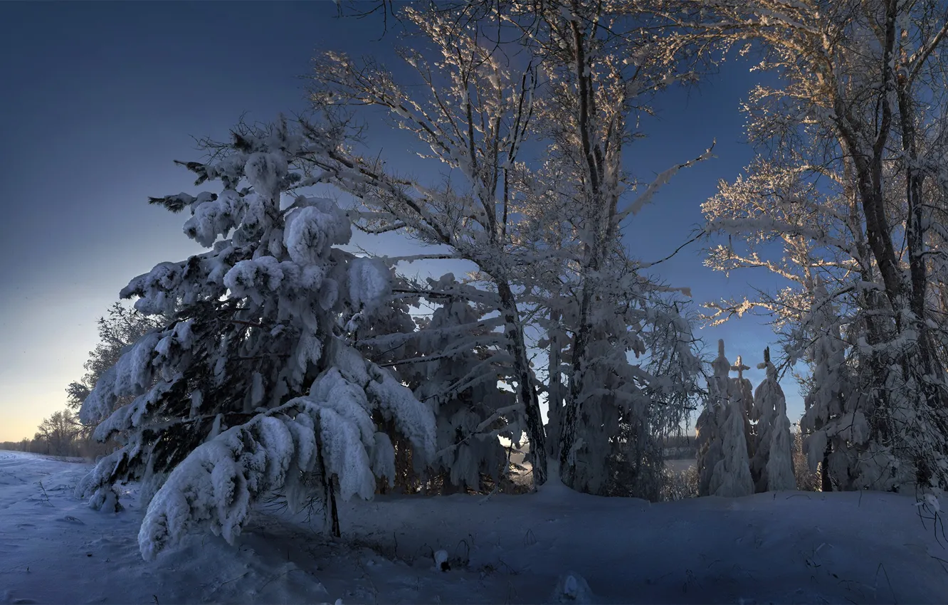 Photo wallpaper winter, snow, trees, nature