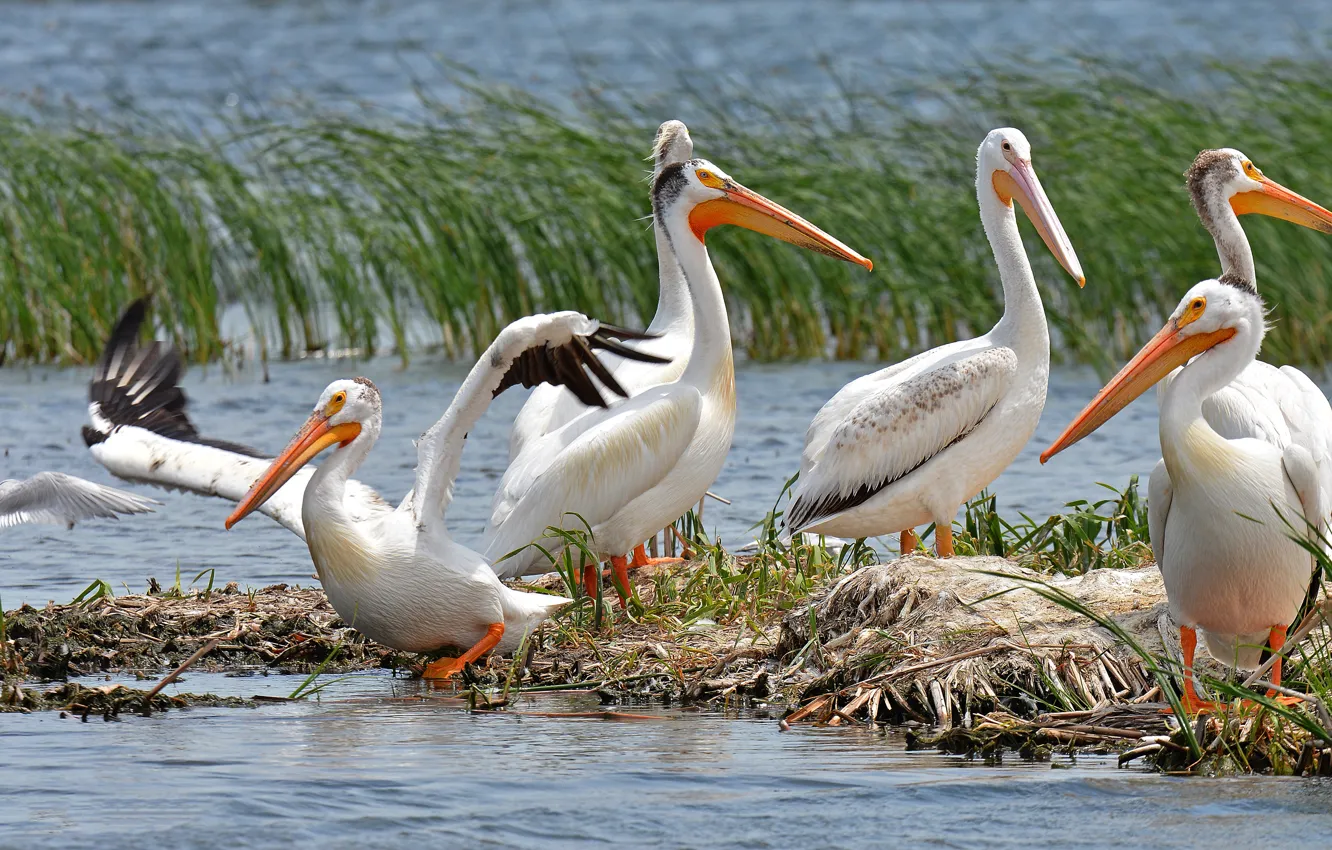 Photo wallpaper birds, shore, pack, pond, pelicans, Pelican