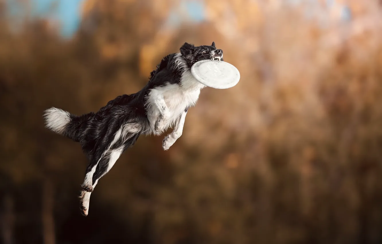 Photo wallpaper background, jump, the game, dog