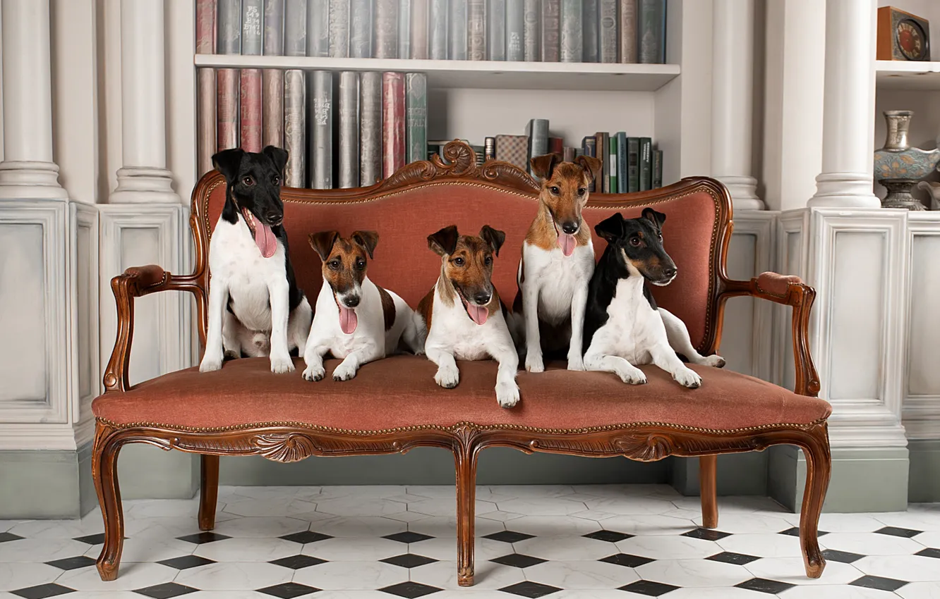 Photo wallpaper language, dogs, look, pose, house, room, sofa, wall