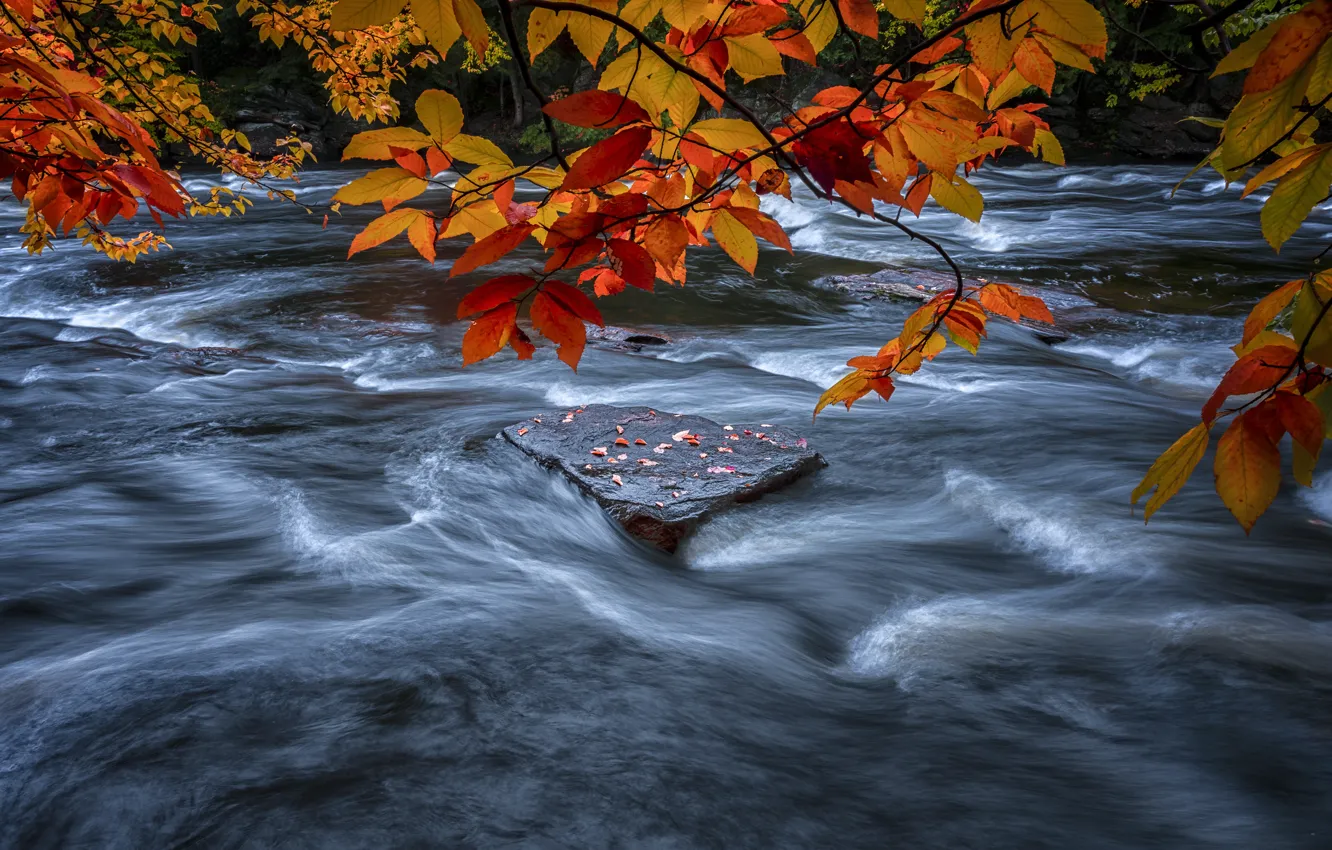 Photo wallpaper leaves, branches, river, for, foliage, stone, stream, red