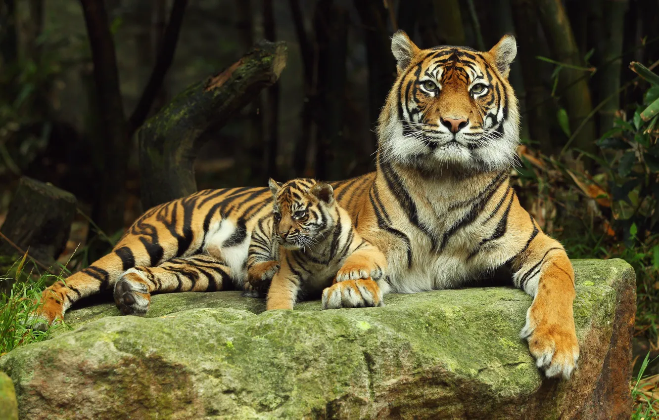 Photo wallpaper predator, tigress, tiger