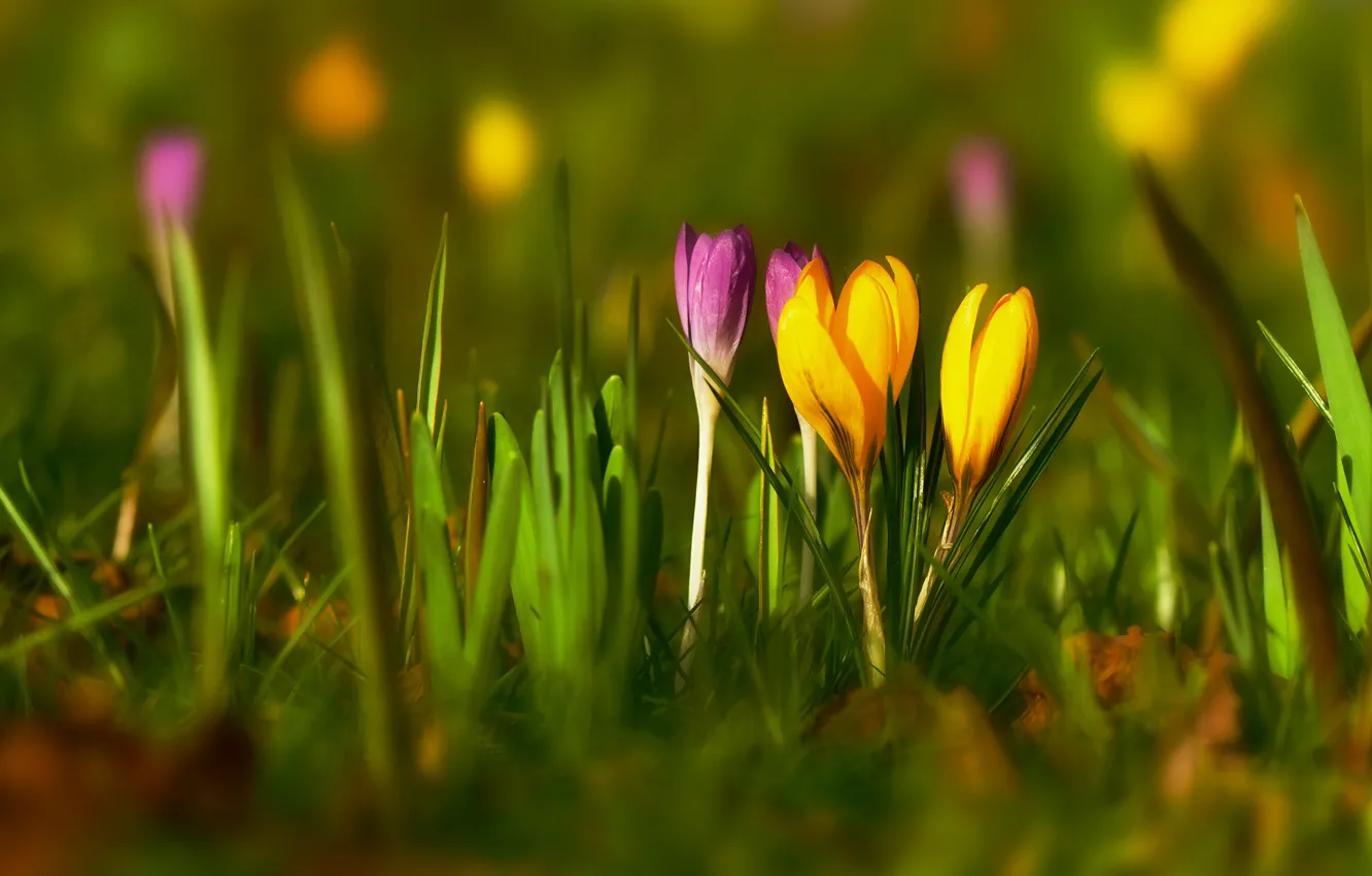 Photo wallpaper greens, grass, light, flowers, glade, blur, spring, yellow