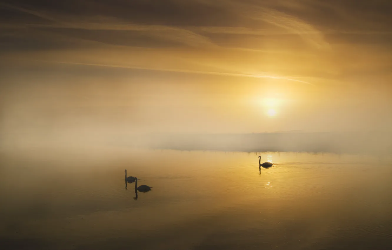 Photo wallpaper landscape, fog, lake, morning, swans