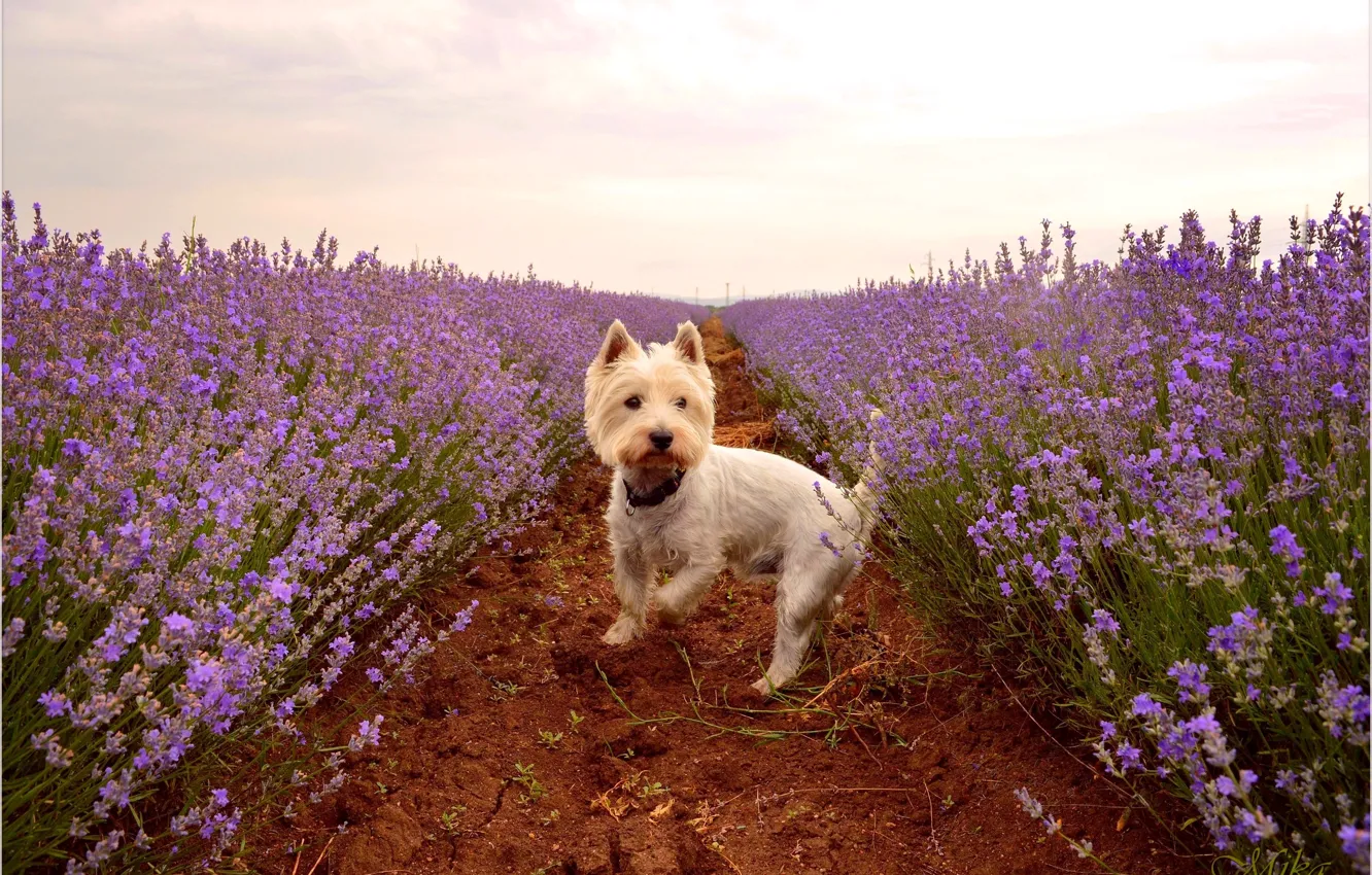 Photo wallpaper Lavender, Lavender, The West highland white Terrier, Lavender field