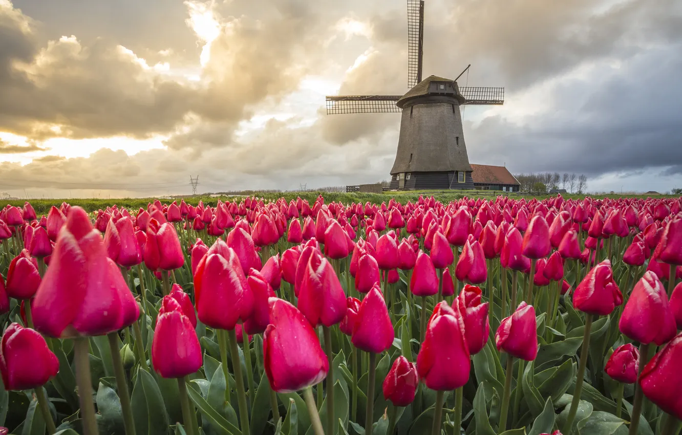 Photo wallpaper field, clouds, flowers, spring, tulips, pink, plantation, windmill