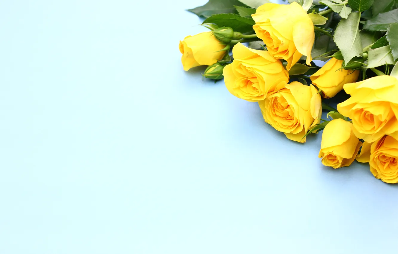 Photo wallpaper background, bouquet, buds, yellow roses