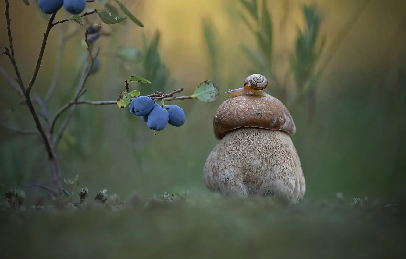 Photo wallpaper berries, mushrooms, snail, bokeh, honeysuckle