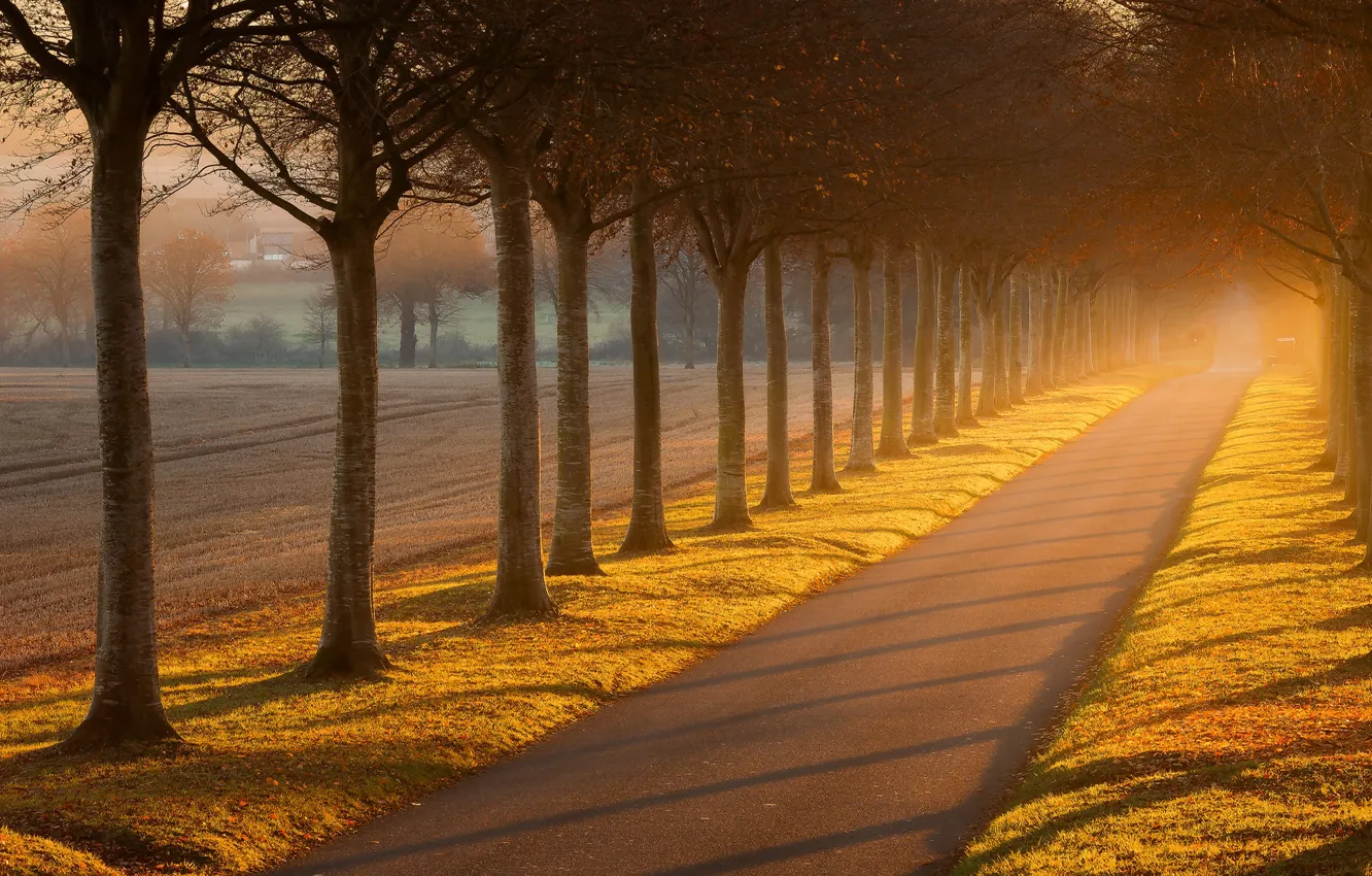 Photo wallpaper road, field, autumn, light, trees, fog, trunk, a number
