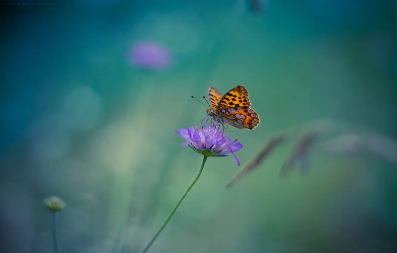 Photo wallpaper flower, purple, background, butterfly