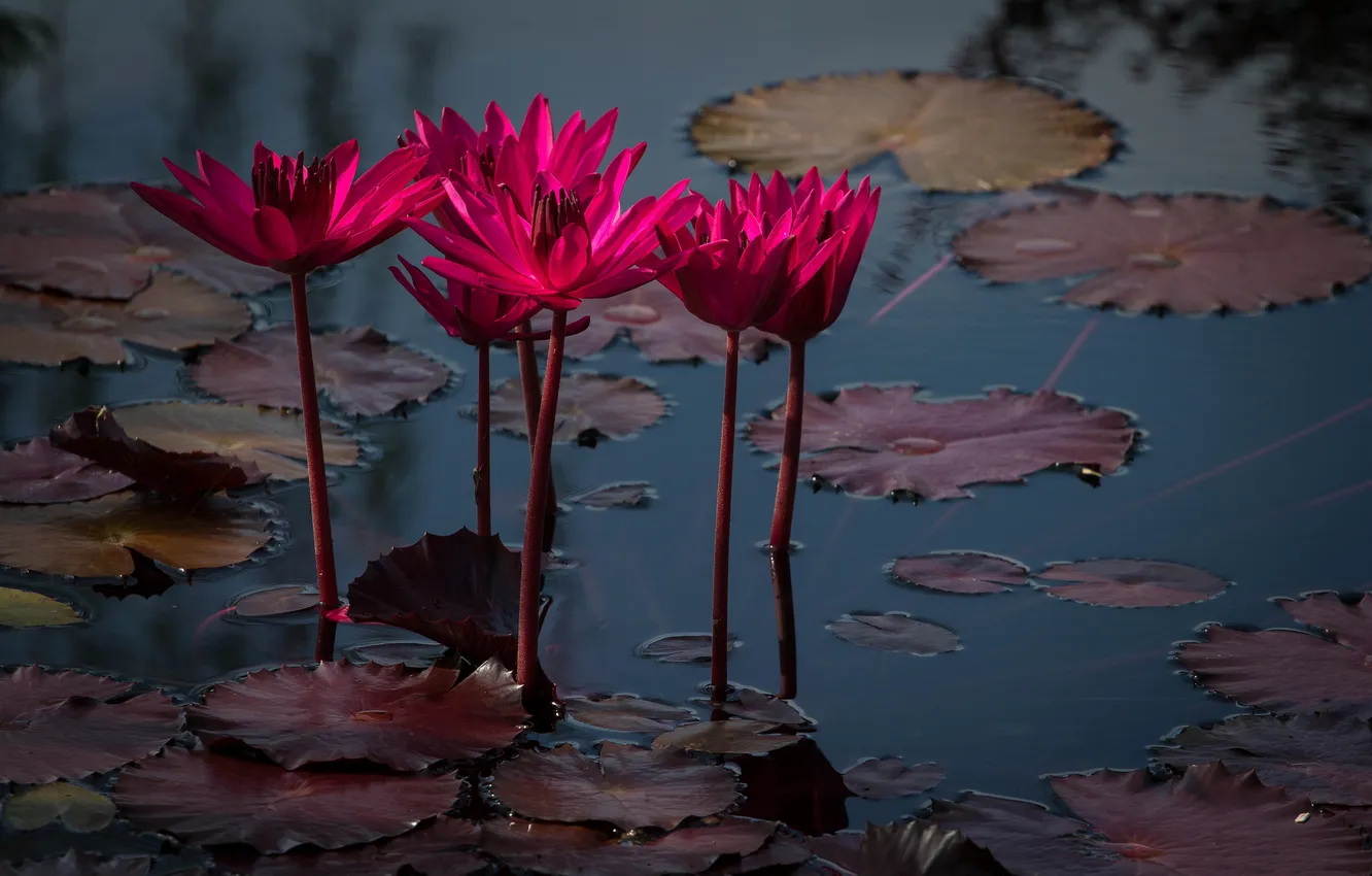 Photo wallpaper flowers, pond, Lotus, Coastal Georgia Botanical Garden