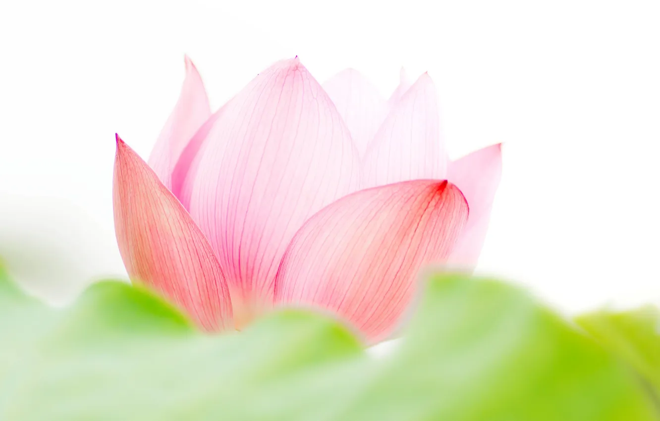 Photo wallpaper flower, background, pink, Lotus