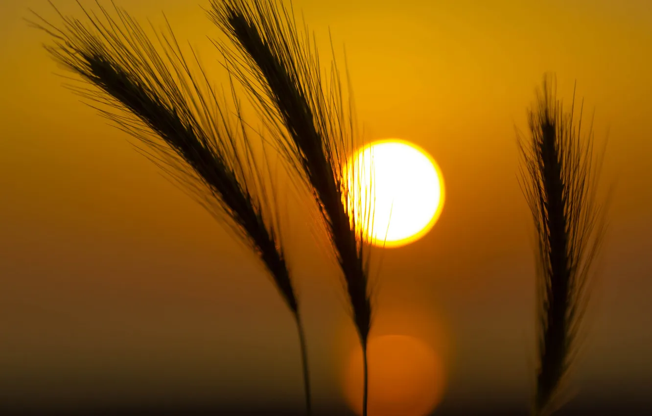Photo wallpaper the sky, the sun, macro, sunset, plant, ears