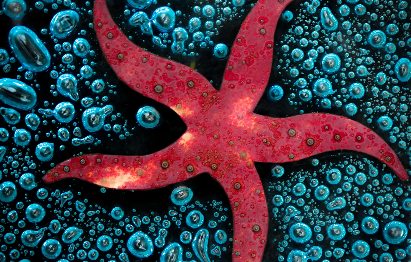 Photo wallpaper sea, water, bubbles, starfish