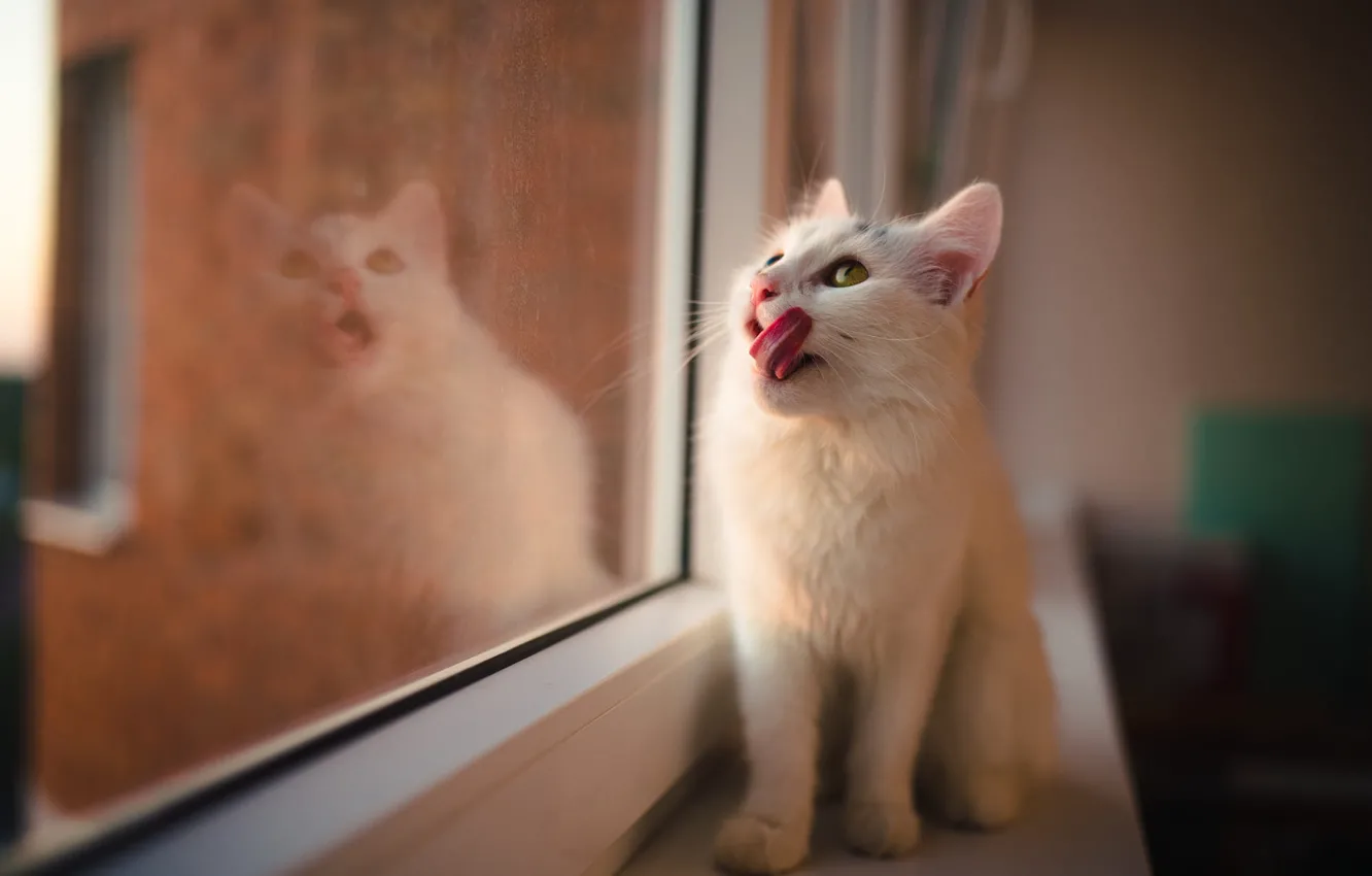 Photo wallpaper licked, on the windowsill, white cat