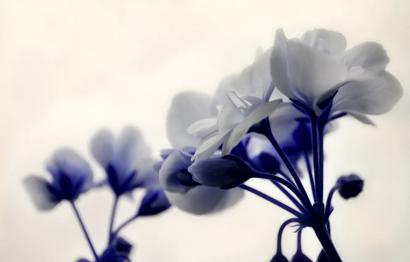 Photo wallpaper white, flowers, blue, geranium