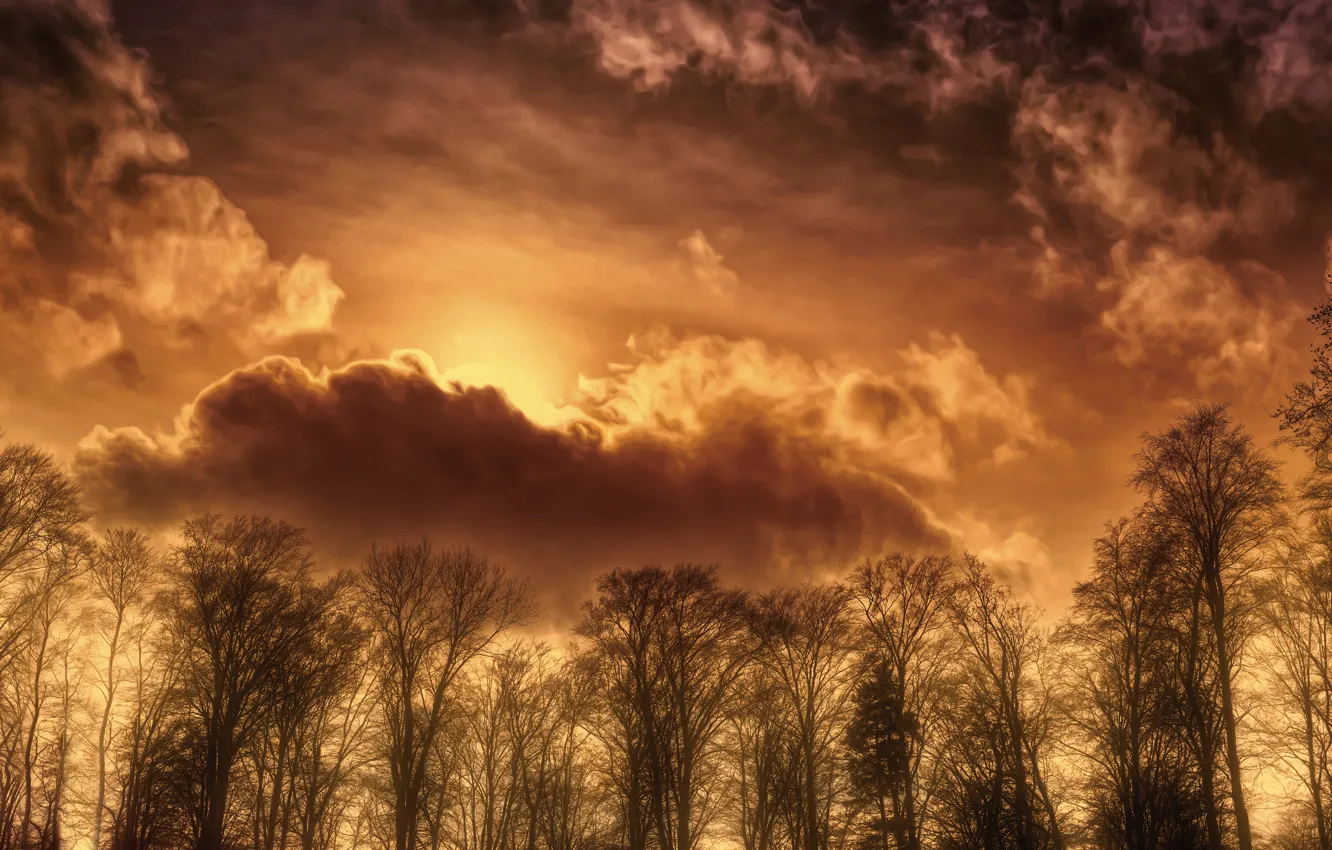 Photo wallpaper the sky, trees, treatment, Daydreaming