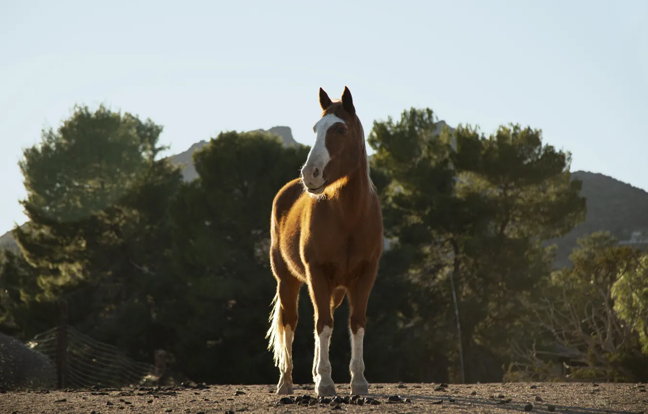 Photo wallpaper the sky, look, light, trees, mountains, nature, pose, horse