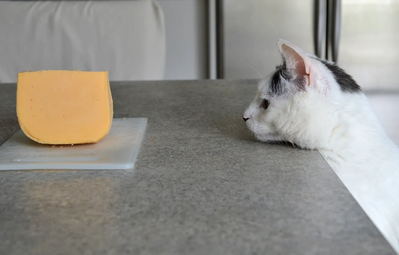 Photo wallpaper cat, face, cheese