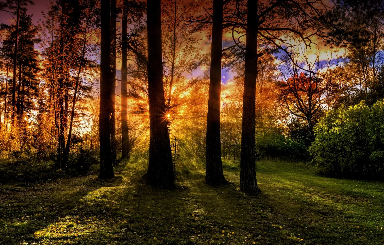 Photo wallpaper forest, trees, the rays of the sun, over