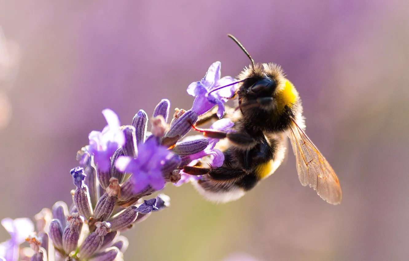 Photo wallpaper macro, bee, insect