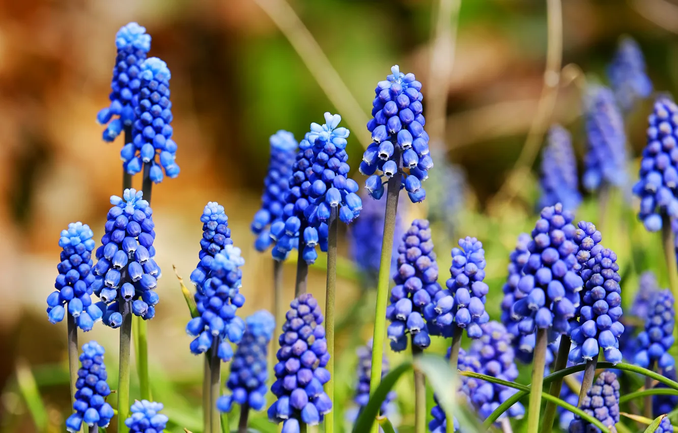 Photo wallpaper flowers, nature, background, glade, spring, garden, blue, inflorescence