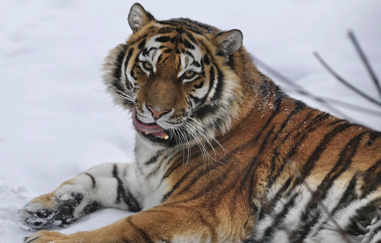 Photo wallpaper look, snow, tiger, wild cat, Oleg Bogdanov