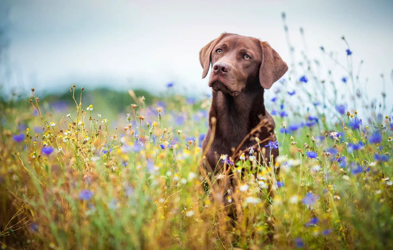 Photo wallpaper field, summer, the sky, look, face, flowers, nature, pose