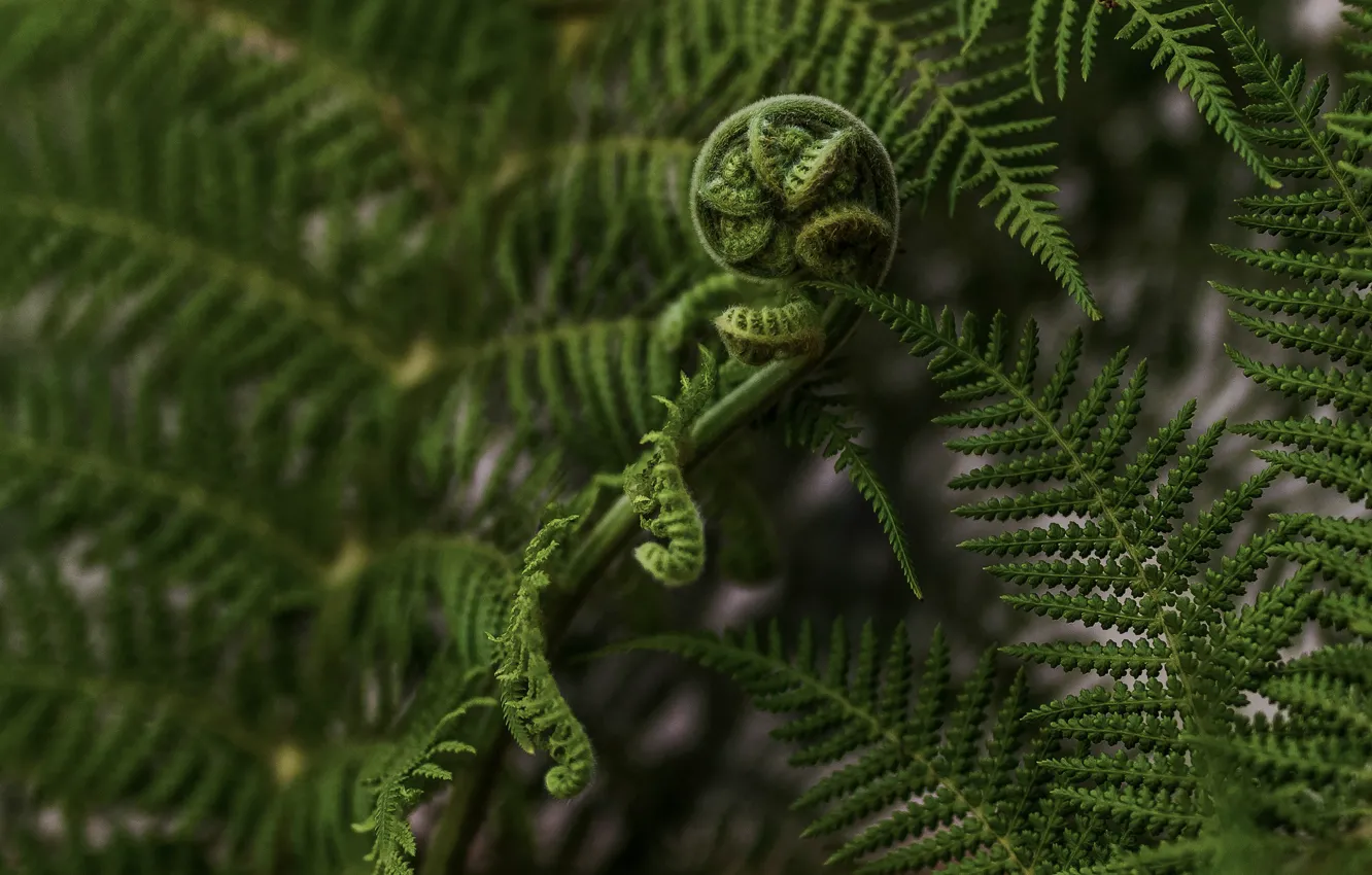 Photo wallpaper leaves, macro, nature, fern