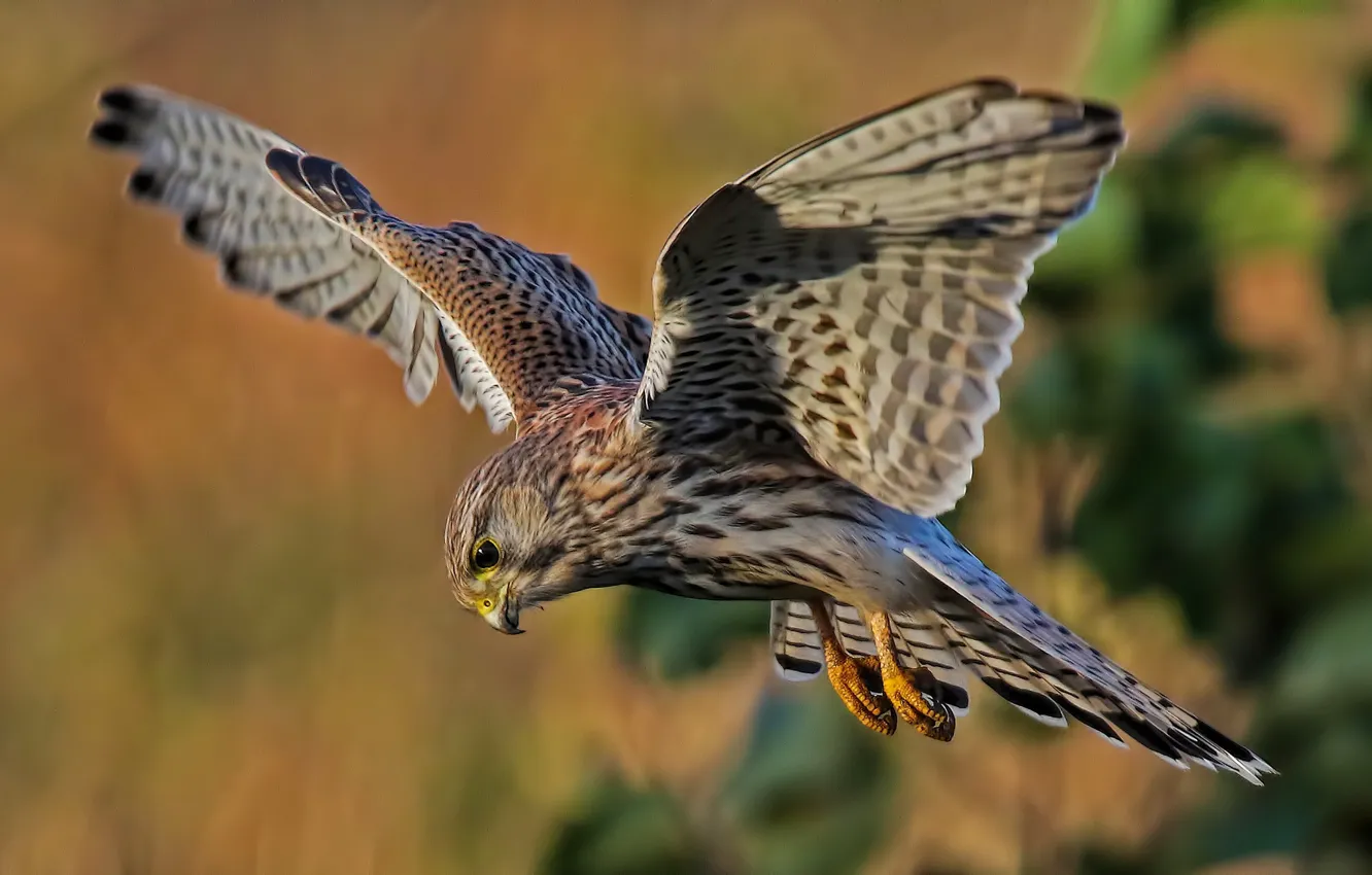 Photo wallpaper bird, wings, Flies