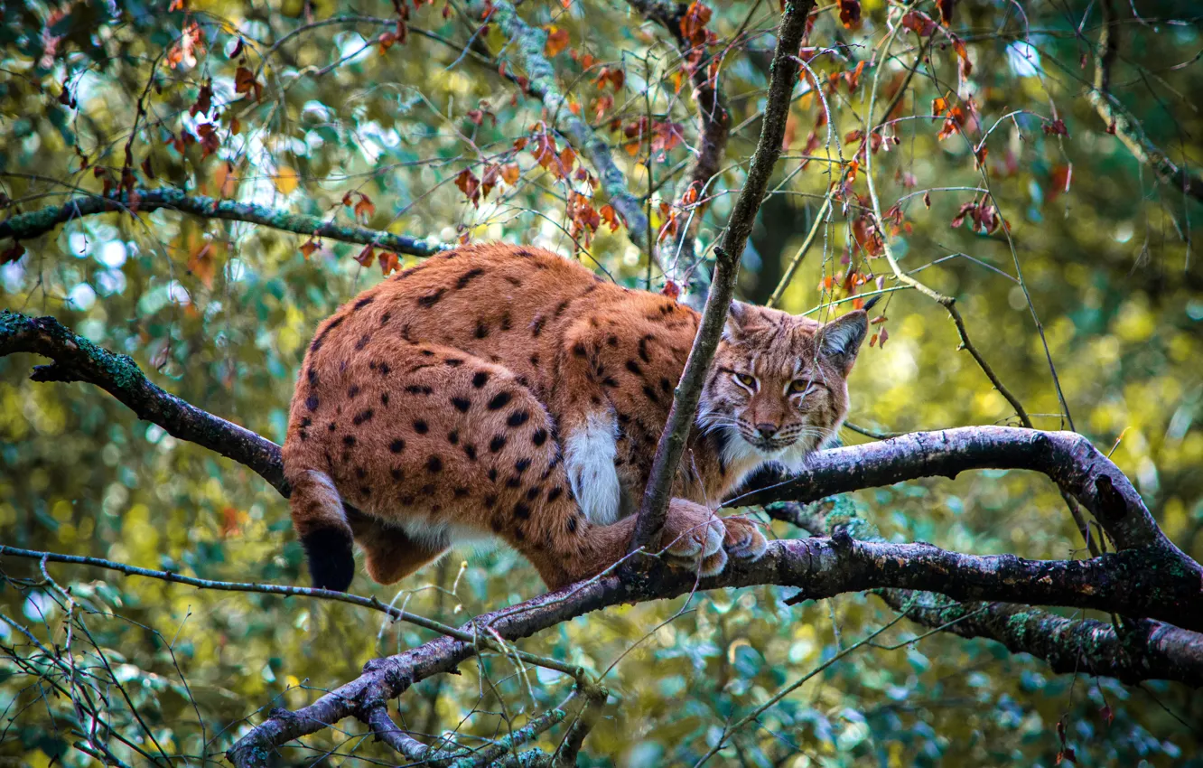 Photo wallpaper trees, branches, pose, foliage, lynx