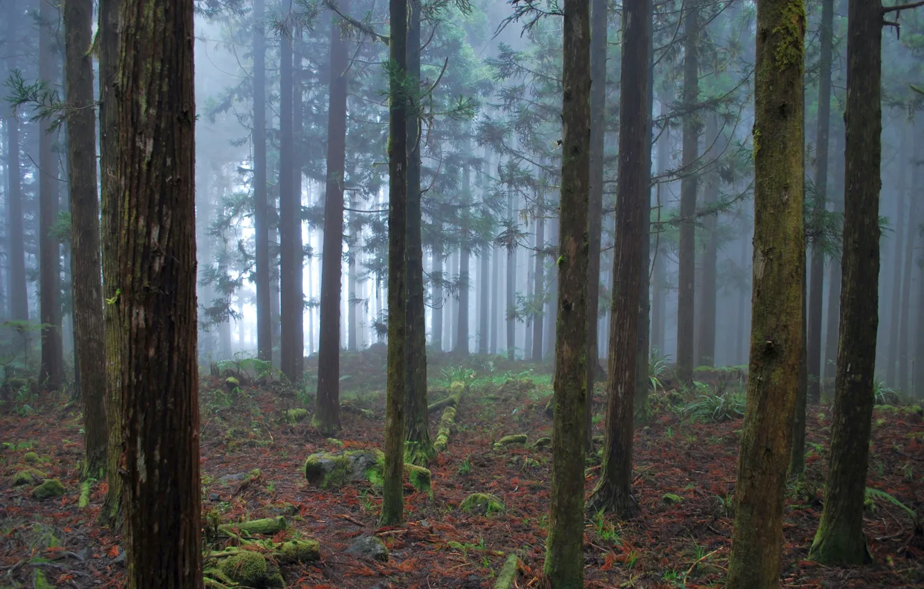 Photo wallpaper forest, trees, nature, fog, France, France, Salazie, Salazi