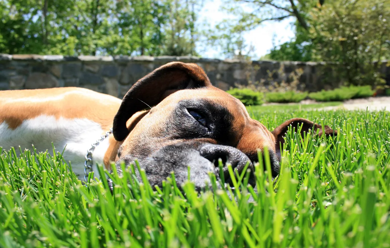 Photo wallpaper grass, dog, dog