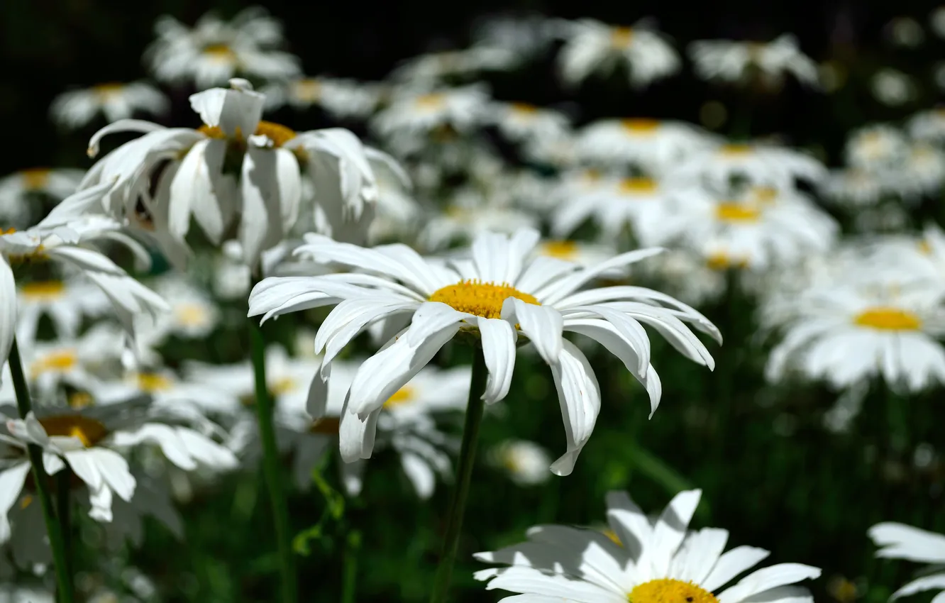 Photo wallpaper macro, light, flowers, the dark background, Bush, chamomile, petals, garden